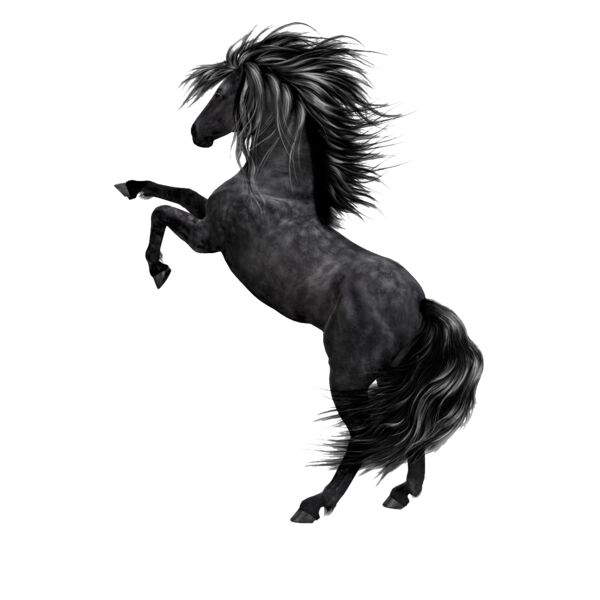 black Horse Thumbnail